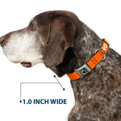 Dog Bone Black/Silver Seatbelt Buckle Collar - Pet Quote NO DOGS Orange/White