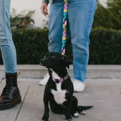 Nightmare Before Christmas SALLY Text Full Color Black/Teal Seatbelt Buckle Collar - Nightmare Before Christmas Sally Dress Patchwork