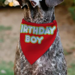 Pet Bandana - BIRTHDAY BOY Text Red/Yellow/Blue/White