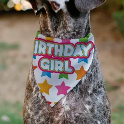 Pet Bandana - BIRTHDAY GIRL Text and Stars White/Multi Color
