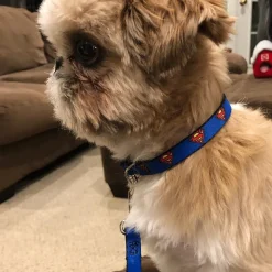 Plastic Clip Collar - Superman Shield Blue