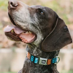 Space Jam 2 TUNE SQUAD Logo Full Color Black/White Seatbelt Buckle Collar - SPACE JAM Number 6 Blocks Black/Turquoise/White/Red