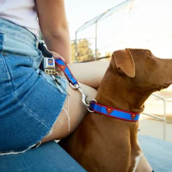 Superman Full Color Blue Seatbelt Buckle Collar - Superman Shield/Stripe Red/Blue