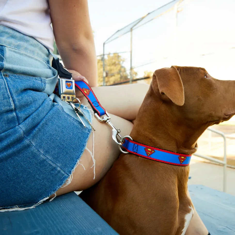 Superman Full Color Blue Seatbelt Buckle Collar - Superman Shield/Stripe Red/Blue
