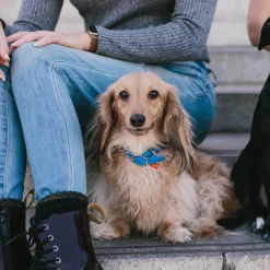 Vegan Leather Dog Collar - Superman Blue with Shield Embellishments & Metal Charm
